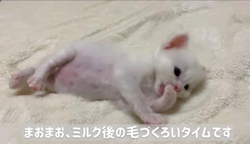 横になって毛づくろいしている子猫