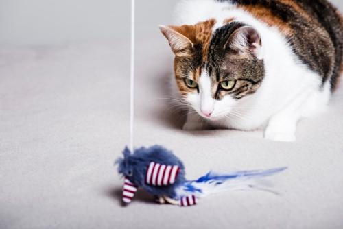 おもちゃを狙っている猫