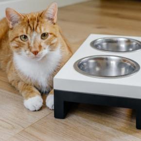 猫の『食器』を清潔にするコツ5選　どんな洗剤を使えばいい？洗い方のポイントも