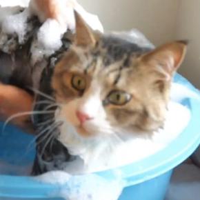 『シャンプー上級者の元野良猫』→お風呂に入れると…目を疑う光景が283万再生「悟りを開いてて草」「何度も見返してしまった」