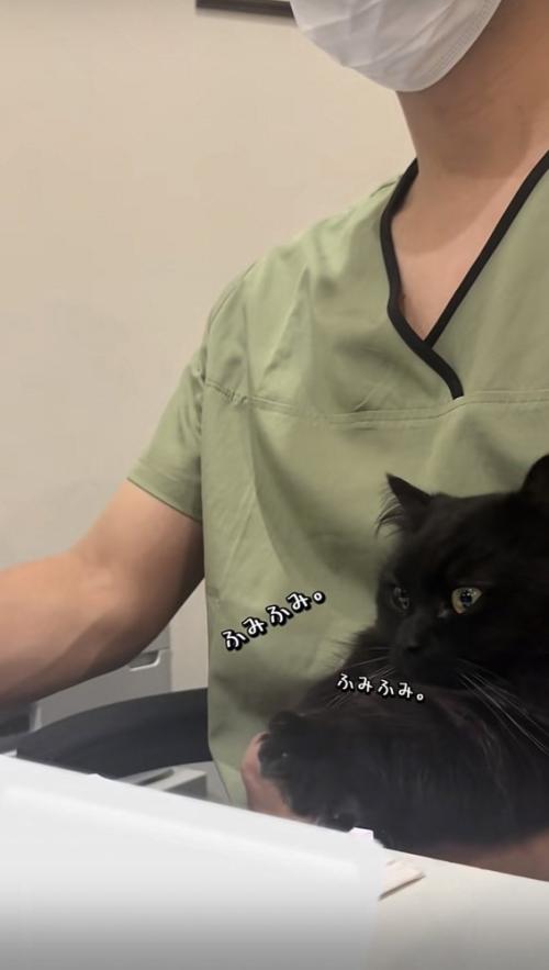 飼い主の足の上でかまってアピールをするミックス猫
