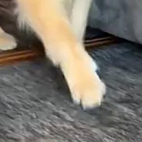 大型犬と猫が暮らす家→『来客』があると…可愛すぎる『アピール』が155万再生「うちの子可愛いマウントｗ」「何回も見てしまった」
