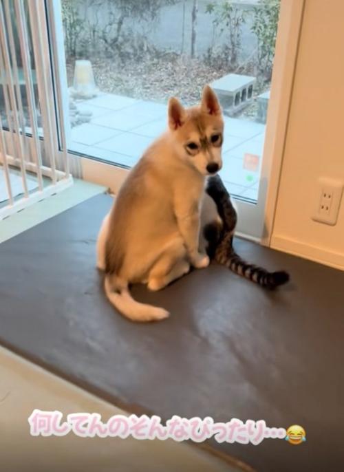 窓の手前にいる赤ちゃん犬