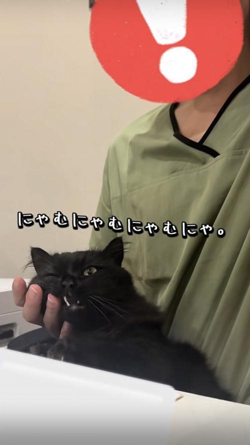 飼い主にかまってもらうミックス猫