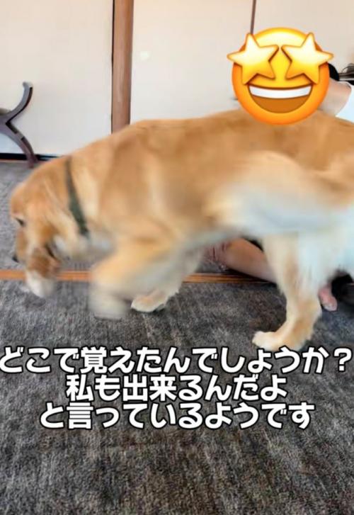 得意げに子猫を運ぶ犬