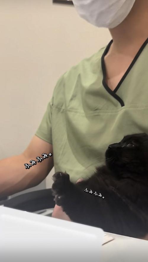 飼い主の足の上でかまってアピールをするミックス猫