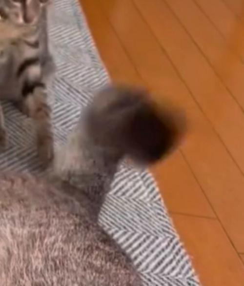 不規則に動く先住猫のしっぽ