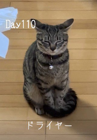 イカ耳で目をつむる猫