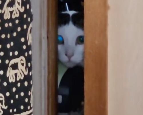 嫉妬心丸出しの猫