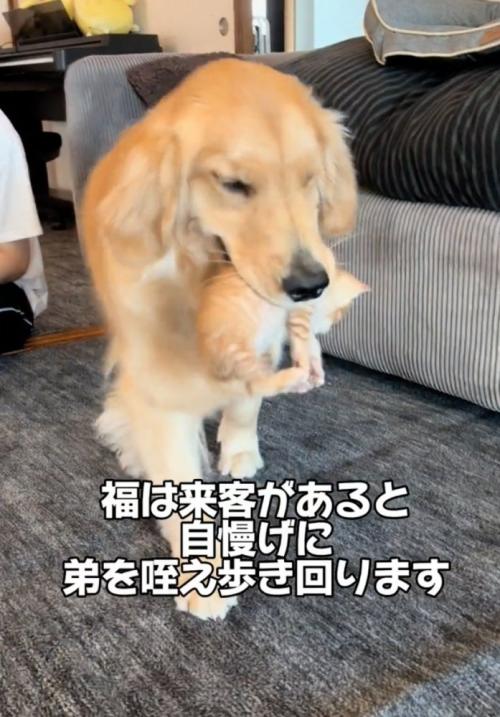 意気揚々と歩く大型犬