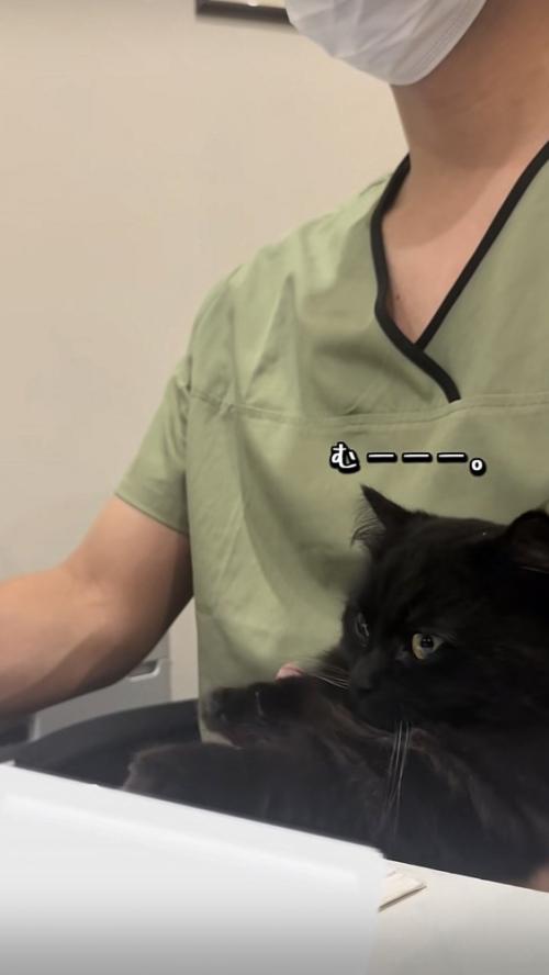 飼い主の足の上でかまってアピールをするミックス猫