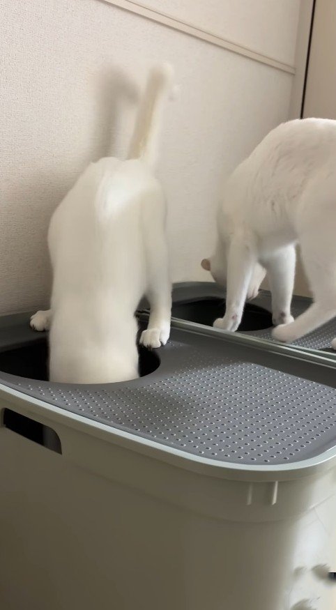 それぞれのトイレに入った猫2匹