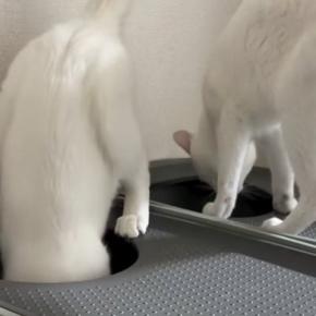 同時にトイレへ向かった兄弟猫…2匹が見せたまさかの『動き』に笑ってしまう人が続出「すごいｗｗ」「なかなか見られない光景ｗ」