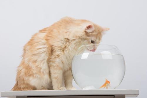 水槽をのぞき込む猫