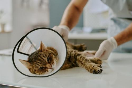 診察を受ける猫