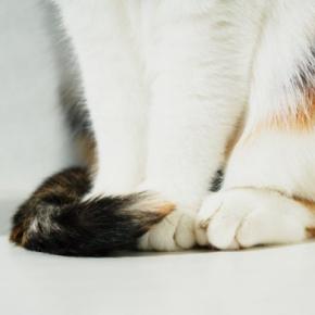 猫の『しっぽ』に生じるケガや病気4つ 異常が起きているサインや適切な対処法まで解説