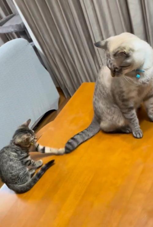 先住猫のしっぽを前足で突く子猫