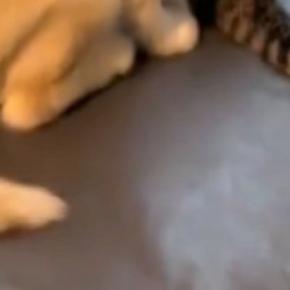 窓のほうを見たら、『新入りの子犬と先輩猫』が…思わず笑顔になる『尊すぎる光景』が86万再生「ベテランと見習いみたいｗ」「仲良しｗ」