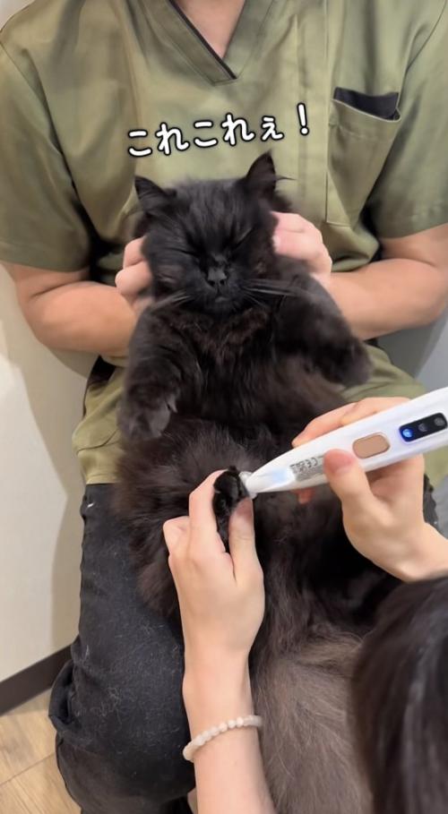 飼い主さんに足毛カットと顔のマッサージをしてもらうミックス猫