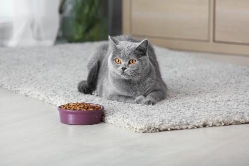 猫の食器