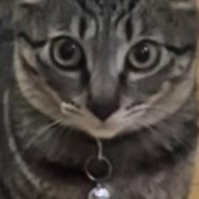 ドライヤーを使っていると、必ず後ろに座って『見つめてくる猫』…可愛すぎる『耳の動き』が64万再生「耳がたまらん」「愛されてるんだねｗ」