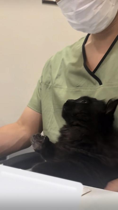 仕事中の飼い主の足の上に乗るミックス猫