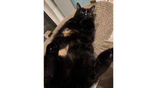 室内にいる猫