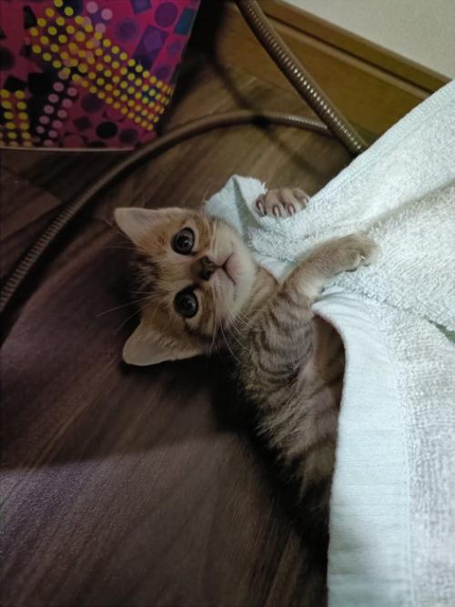 見上げる子猫
