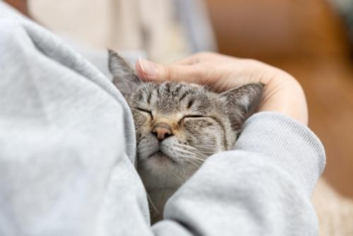 抱きしめられて目を閉じる猫