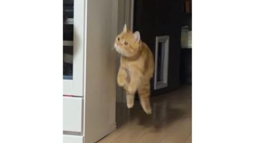 駆け寄る猫