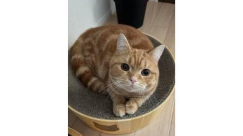室内にいる猫
