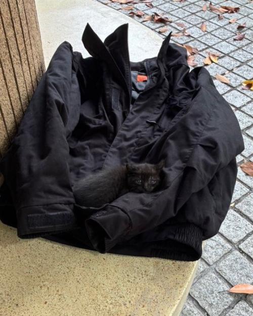 外でジャケットの上に乗る子猫