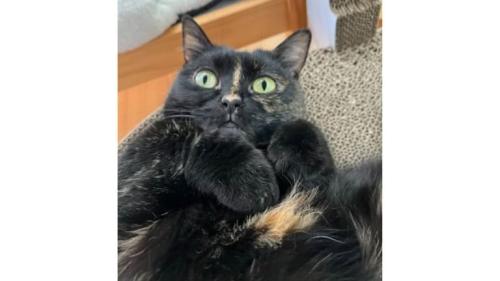 室内にいる猫