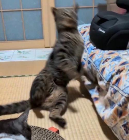 直立の体勢で後ろに倒れていくキジトラ猫