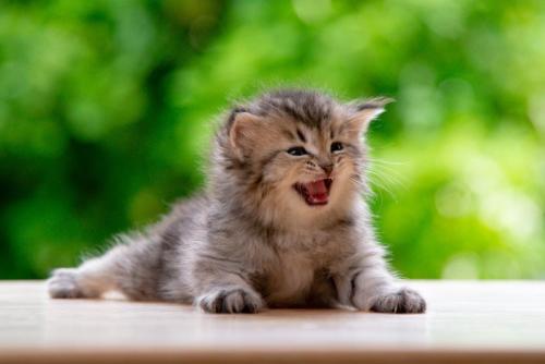 鳴く子猫