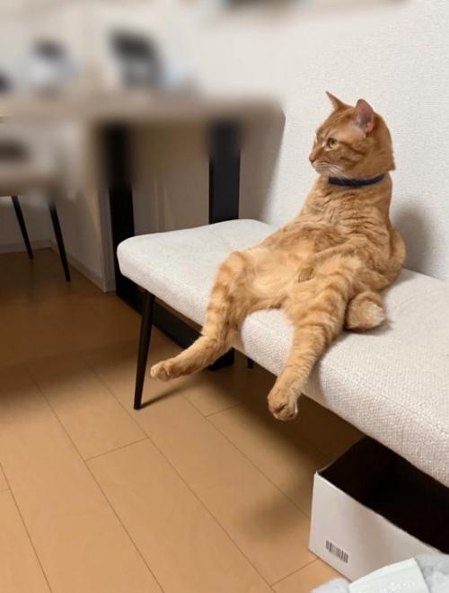 椅子の上に人間のように座る猫