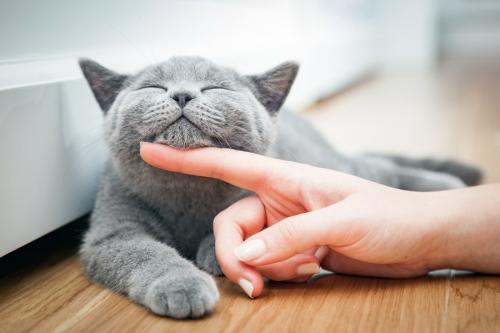 顎の下を指でいじられる猫