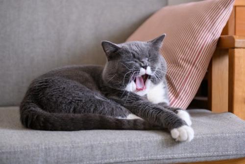 ソファであくびをする猫