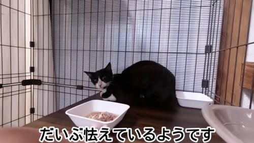 ケージの奥にいる猫