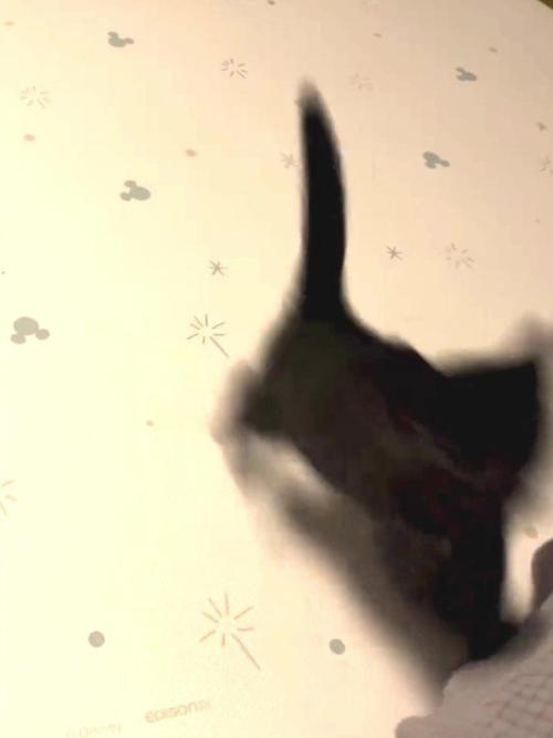 ジャンプする子猫
