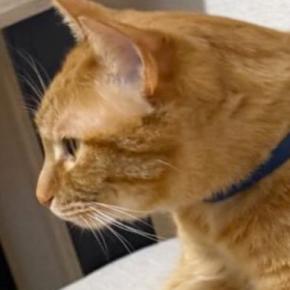 『ほんまに涙出るほど笑った』→椅子の上にいた猫…衝撃の『くつろぎ方』に2万いいね「背中にチャックあるかもw」「絶対おっさん入ってるw」