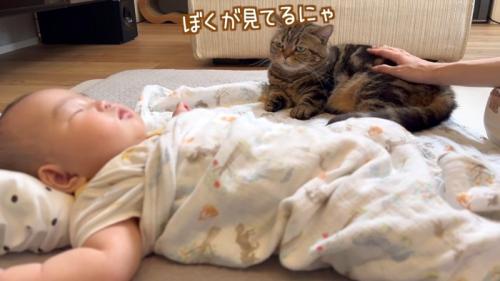 ぼくが見てるにゃ