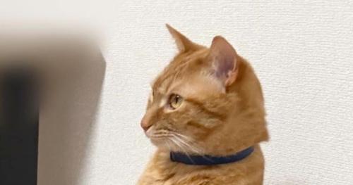 椅子の上にいた猫