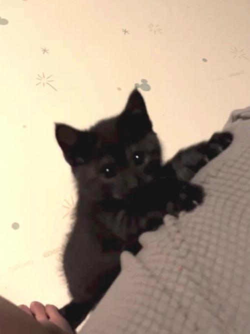 ソファに前足を乗せてカメラを見ている子猫