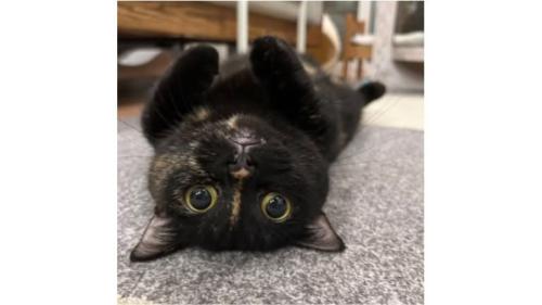 室内にいる猫