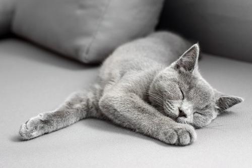 灰色の猫
