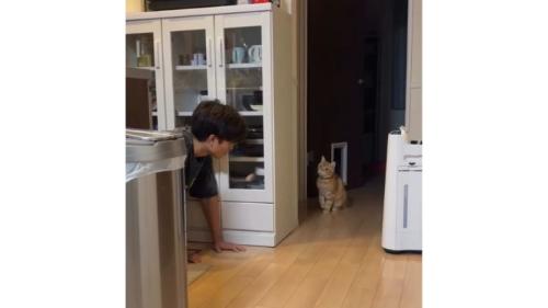隠れている猫