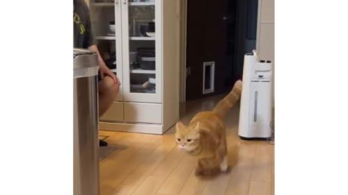 走る猫