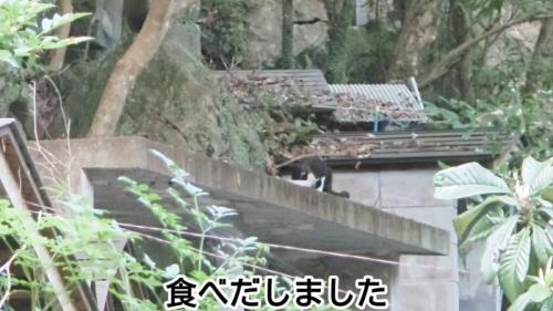 遠くでごはんを食べる猫