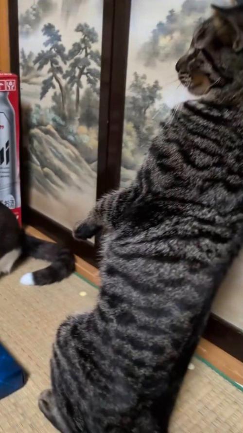 キジ白猫にパンチを受けて、立ち上がったままゆっくり後ろへ倒れていくキジトラ猫